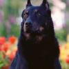 Beauceron 40 - last post by Beauceron